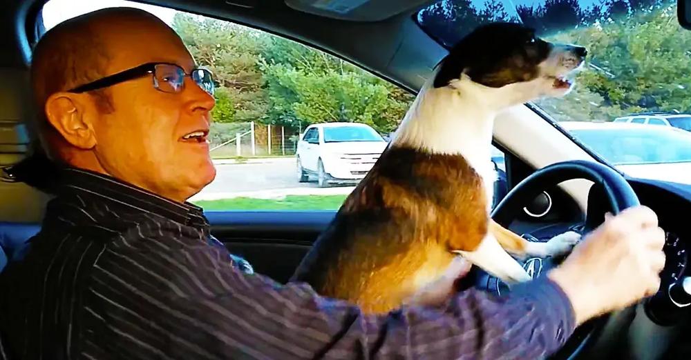 Puppy Realizes He’s At Dog Park, Goes Absolutely Bonkers