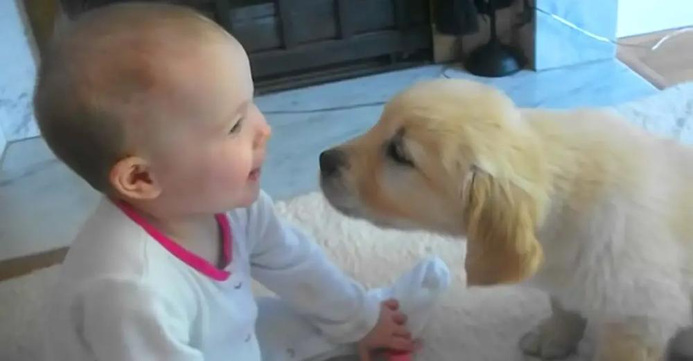 Puppy And Baby Meet For The First Time