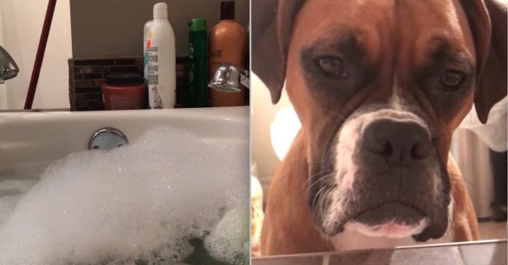 Woman Tries to Have a Relaxing Bath But Her Three Dogs Have Other Ideas