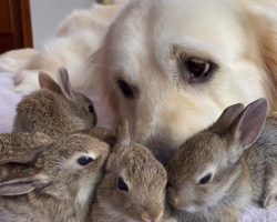 Newborn baby bunnies think caring golden retriever is their mom