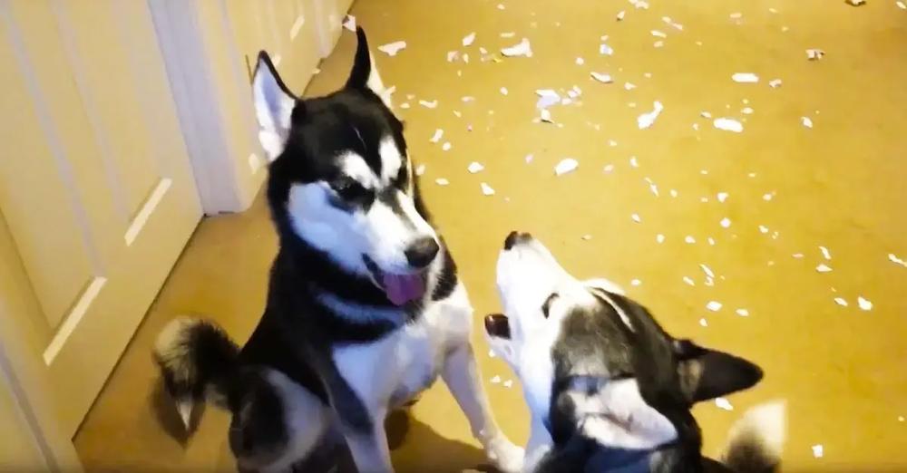 Huskies Argue About Who Destroyed The Letter That Came In The Mail
