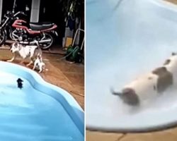 Pit Bull Heroically Saves Her Litttle Buddy From Drowning In Pool
