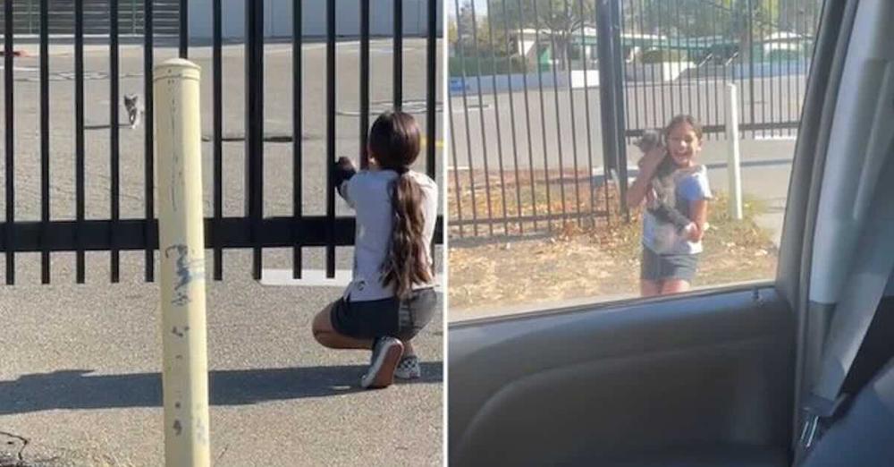 Dad Catches Heartwarming Moment His Little Girl Finds Her Lost Cat After Two Months