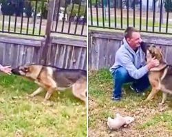 Emotional Moment German Shepherd Reunited With Military Owner