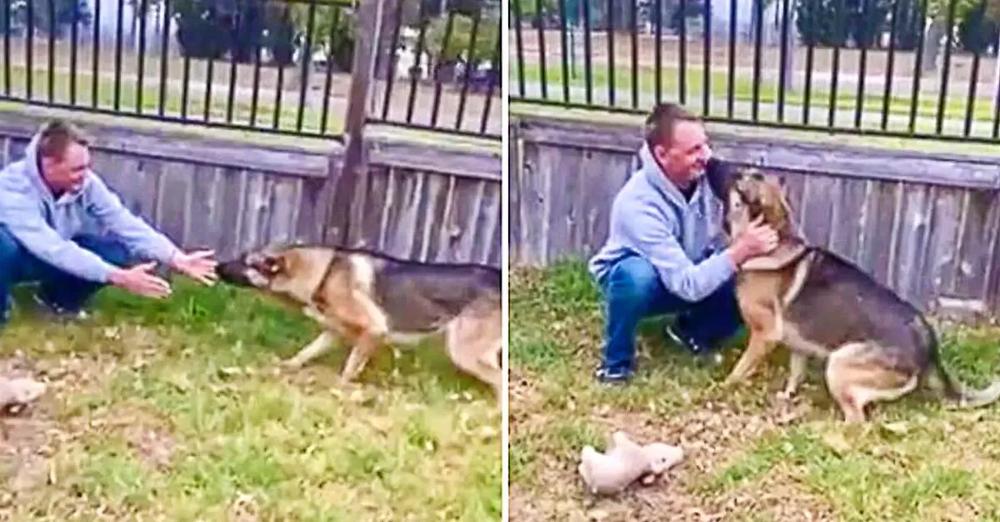 Emotional Moment German Shepherd Reunited With Military Owner