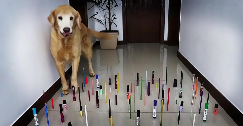 Kitty Competes With 3 Dogs In An Obstacle Challenge