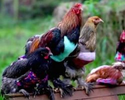 Woman Knits Her Featherless Rescue Chickens Sweaters To Keep Them Warm