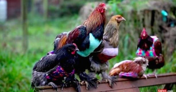 Woman Knits Her Featherless Rescue Chickens Sweaters To Keep Them Warm