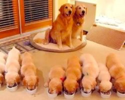 Proud Dog Mom Is So Happy With Her Adorable Puppies
