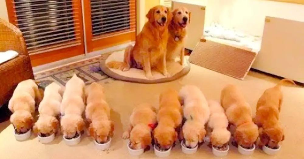 Proud Dog Mom Is So Happy With Her Adorable Puppies