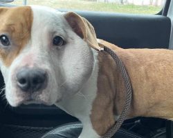 Mailman Finds Tiny Pittie with Swollen Head and Makes Special Delivery