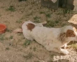 Dog Looked Up With Begging Eyes As He Couldn’t Move On His Own