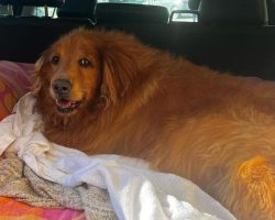 Woman fosters obese golden retriever to help her lose weight — incredible transformation inspires internet
