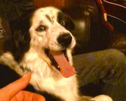 Dog Gets Hysterical When Owner Tries To Steal Her Tongue