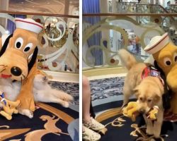 Service Dog Brings Toy Pluto Over To His Favorite Disney Character In Heartwarming Video