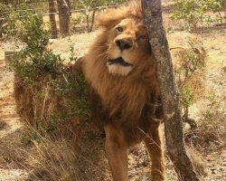 33 Circus Lions Return Home To Africa After A Lifetime Of Misery