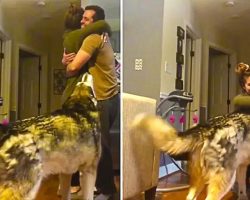 Alaskan Malamute Gets Jealous Every Time People Hug