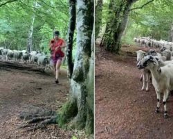 Trail Runner Bewildered When Flock Of Sheep Follows After Her