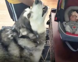 Alaskan Malamute Is So Excited To Meet His Little Sister, He Howls In Pure Joy