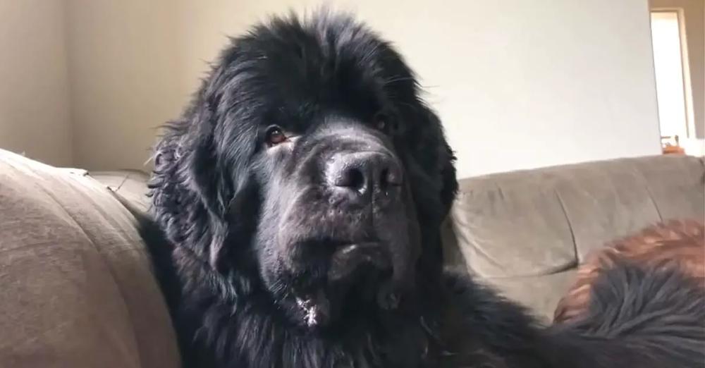 Funny Newfoundland Gives A Unique Elvis Lip Reaction When He Hears ‘Water’