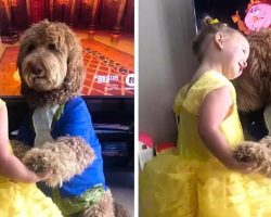 Toddler And Goldendoodle Dance As Beauty And The Beast