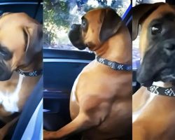 Boxer Pouts And Gives Mom The Silent Treatment After She Left Him In The Car