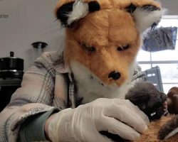 Wildlife Rehabilitator Pretends To Be Fox To Care For Orphaned Kit