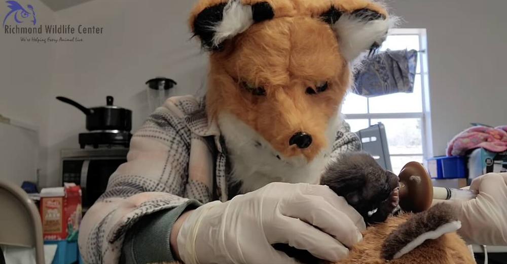 Wildlife Rehabilitator Pretends To Be Fox To Care For Orphaned Kit