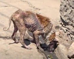 Stray Dog Who’d Seen Better Days Found Drinking From A Street Gutter