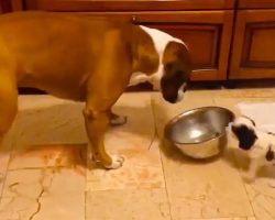 Tiny Little Puppy Adorably Steals Food Bowl From Much Bigger Dog