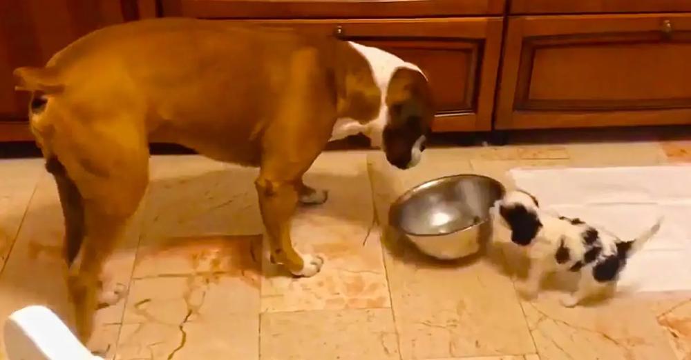 Tiny Little Puppy Adorably Steals Food Bowl From Much Bigger Dog