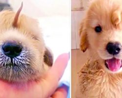 Golden Retriever Born With Tail On Its Head Is The Happiest Unicorn Puppy Ever