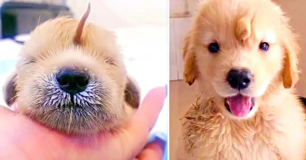 Golden Retriever Born With Tail On Its Head Is The Happiest Unicorn Puppy Ever