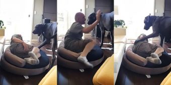 Grumpy Great Dane Doesn’t Let His Owner Sleep In The Dog Bed