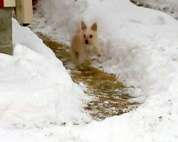 Dog Didn’t Like Going Out in the Cold Until His Dad Built Him a Snow Maze