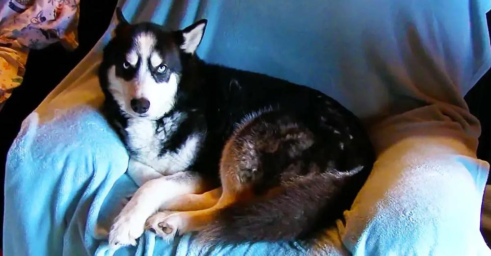 Husky Told To Get Off Chair, Throws Massive Temper Tantrum