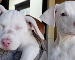 Shelter Pup Helps His Deaf & Blind Sister Navigate Through Everyday Life