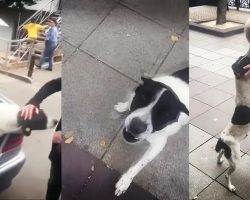 Man Searches For His Dog For 3 Years And Then Finds Him Curled Up On The Sidewalk