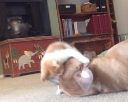 Ferocious Kitten ‘Attacks’ Her Pit Bull Babysitter In Adorable Play Session