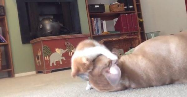 Ferocious Kitten ‘Attacks’ Her Pit Bull Babysitter In Adorable Play Session