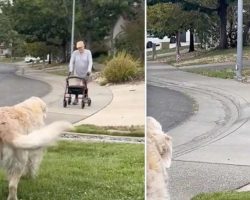 Every Morning This Senior Dog Waits To Say Hello To Her Friend On His Walk