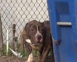 Rescuer Saves Stray Pit Bull Who Just Wanted To Be Loved