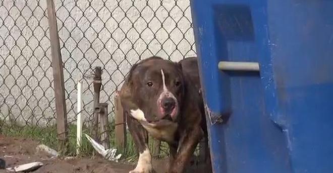 Rescuer Saves Stray Pit Bull Who Just Wanted To Be Loved