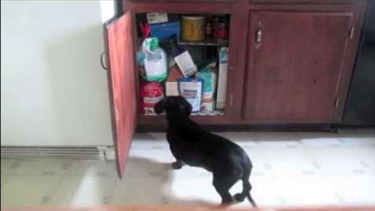 Sneaky Dog Stealing Snacks From Kitchen Cabinet Gets Caught In The Act