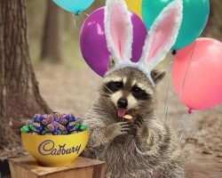 Rescue raccoon named Louie triumphs in 2024 Cadbury Bunny Tryouts — congrats
