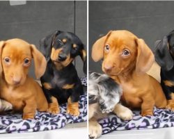 The Cutest Puppy Head Tilts – Dachshunds are Confused by Noises