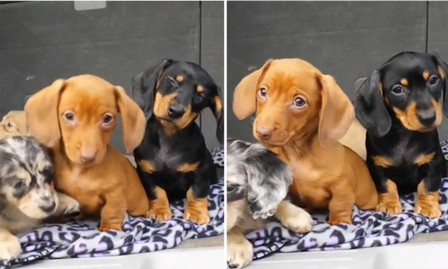 The Cutest Puppy Head Tilts – Dachshunds are Confused by Noises