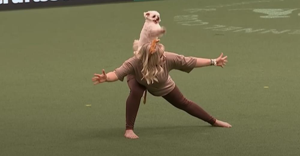 Tiny Dog Impresses Crowd by Becoming Lion King of Crufts