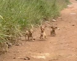 Puppies abandoned on dirt road ask for help