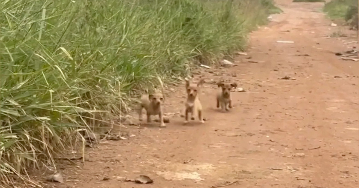 Puppies abandoned on dirt road ask for help